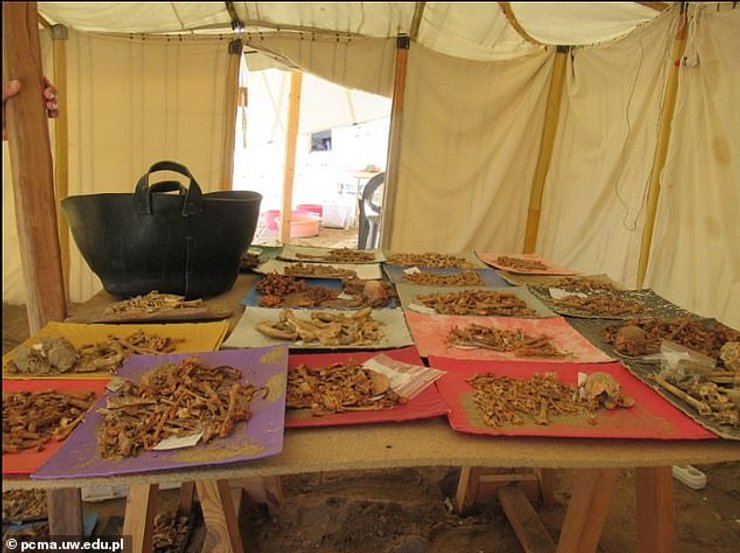 порт береника, древний египет, кладбище домашних животных