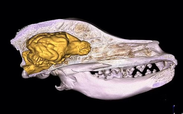 собака мозок