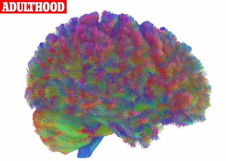 доросле життя