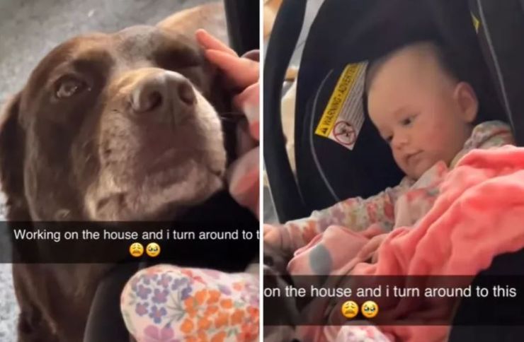 Мама увидела, как собака играет с ее ребенком, милый момент попал на видео, интересности, курьезы, приколы