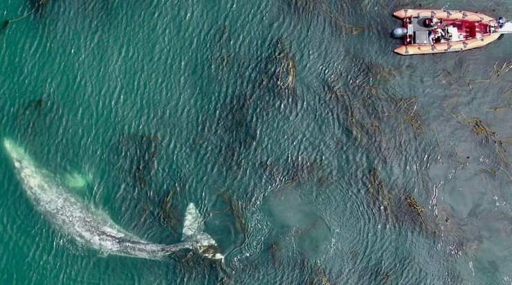 кит океан туристы