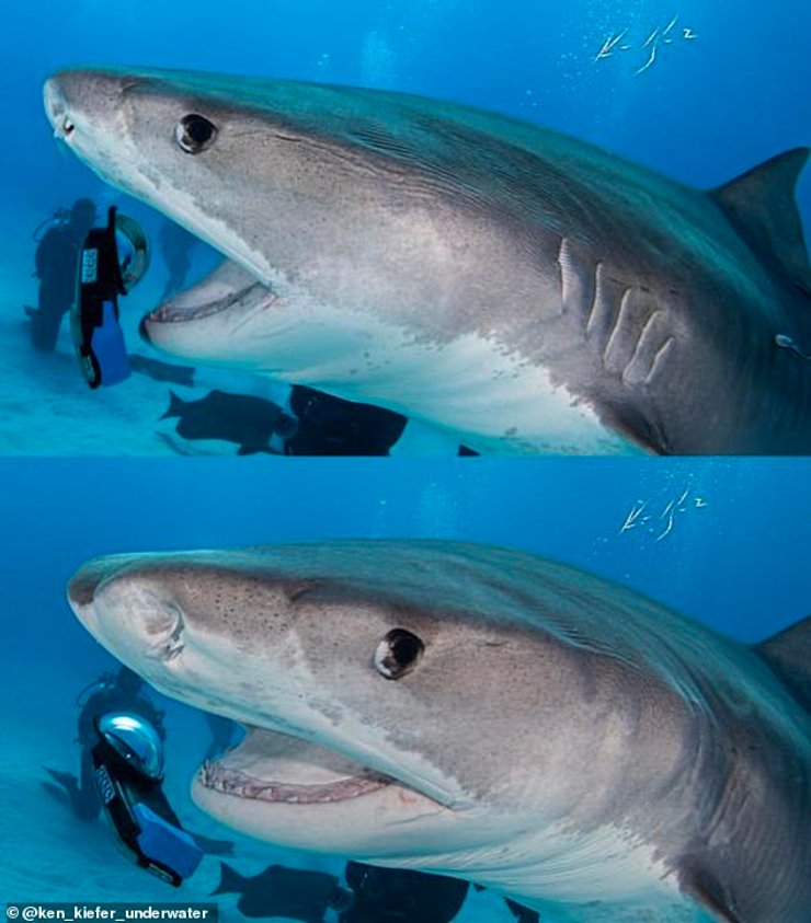 Акула проглотила iPhone