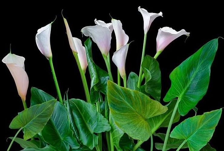 Каллы опасны для детей и животных.