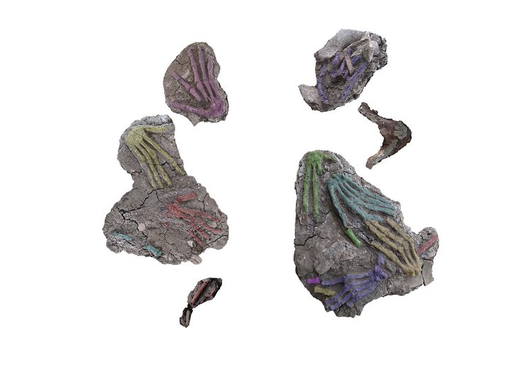 руки, стародавній єгипет, остеологія, остеологічний аналіз, трофеї, речові докази, Нижній Єгипет, Середній Єгипет