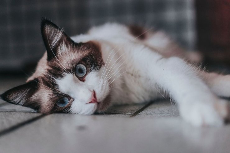 как завязать разговор с котом