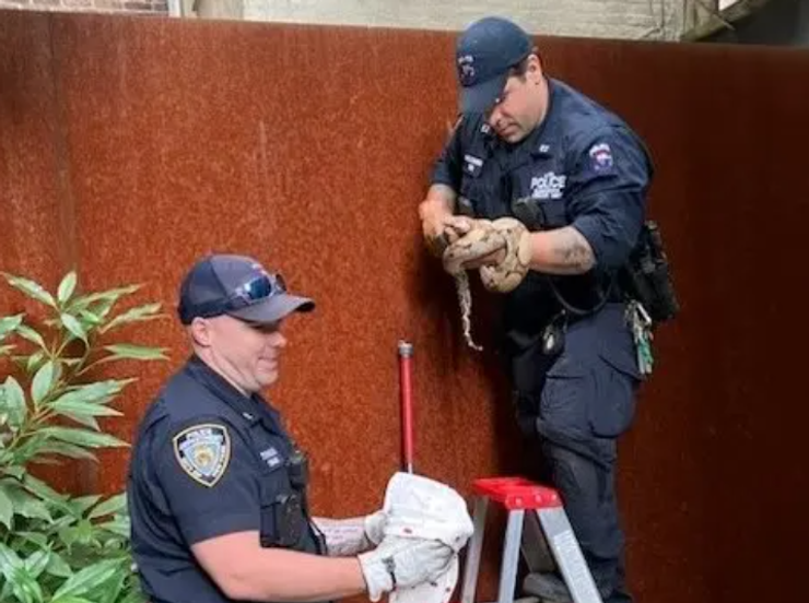 Удав біля воріт, змія хотіла заповзти у квартиру, Сем Салліван з Нью-Йорка, курйози, цікаві новини, приколи, фото, США