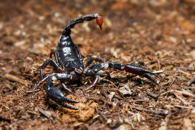 Императорский скорпион