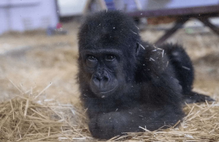 Дитинча горили