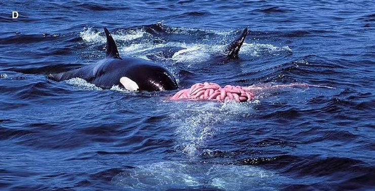 косатки киты нападение