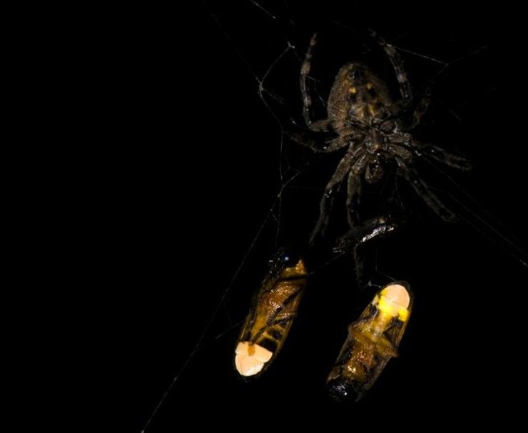 паук светлячки