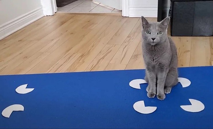 Кошка в иллюзии коробки