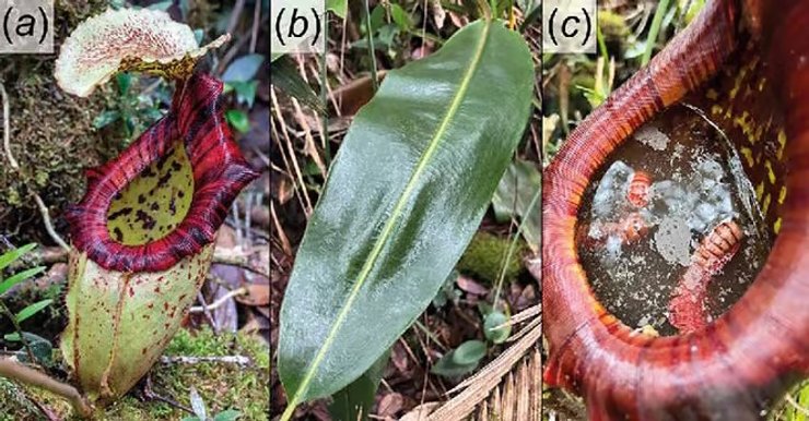 рослина, м'ясоїдна рослина, новий вид рослини