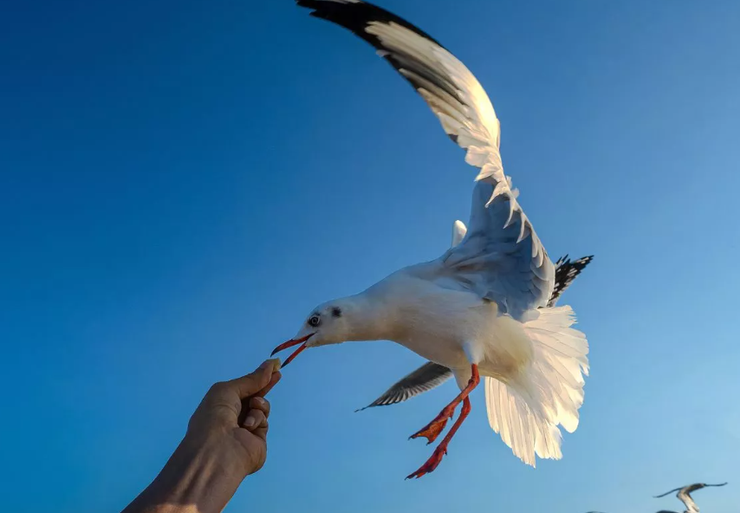 Почему чайки не садятся на деревья, птицы, фауна, обсуждение в соц сетях, интересные вопросы, фото