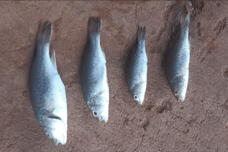 Риба, дощ із риби, погодний феономен, штор,