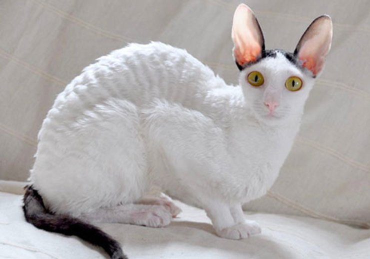 Корниш-рекс