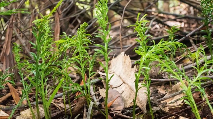 рослина папороть