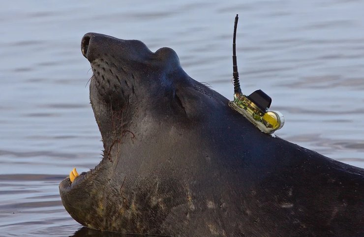 морський тюлень пристрій антарктида