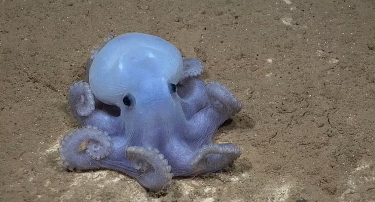 осьминог каспер