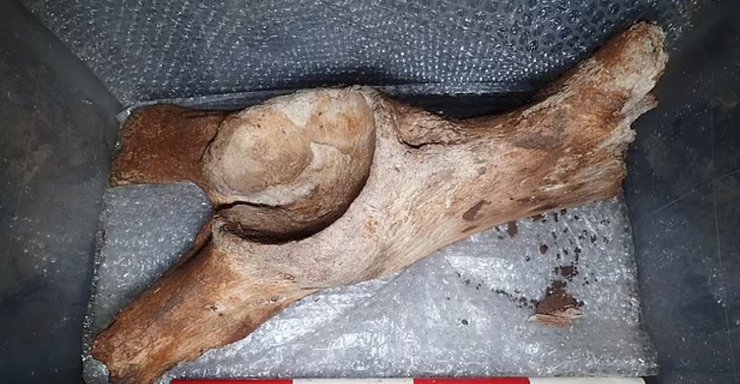 кость животного, ледниковый период, останки древнего живтного