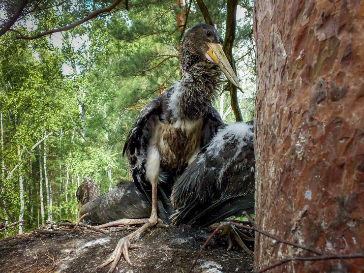 черный аист, редкая птица, исчезающий вид