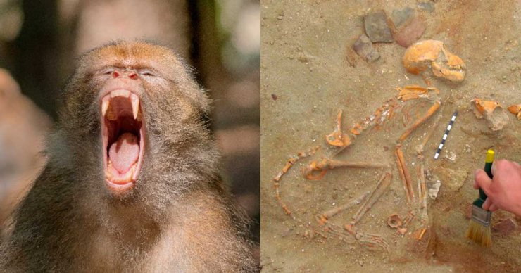 макака, останки, кости, рука человека, фото