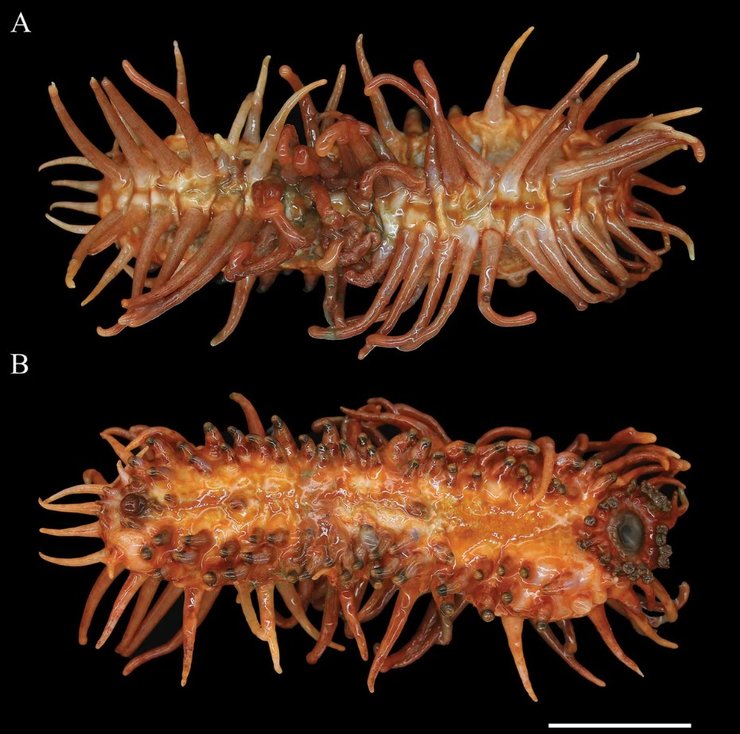 новий вид морський огірок