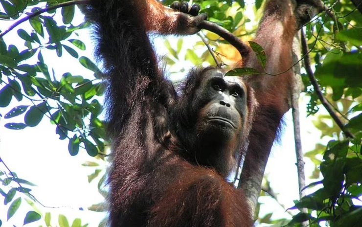 Орангутанг