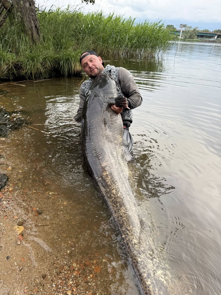 Поляк упіймав гігантського сома та відпустив його