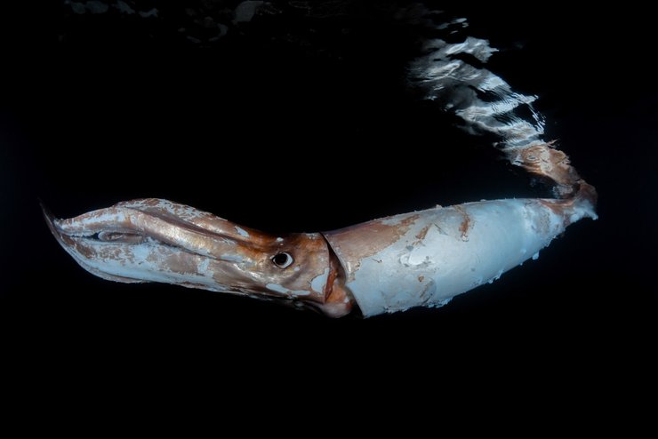 Кальмар, которого заметили в Японии