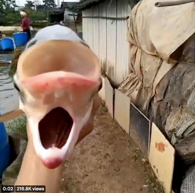 У карпа два рта и четыре глаза.