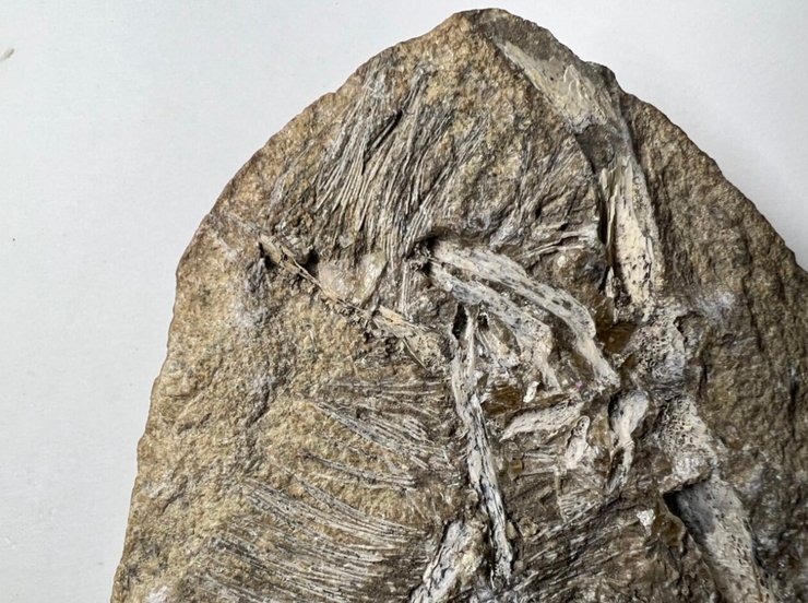 скам'яніла блювота, скам'янілість, блювотна маса, птерозавр