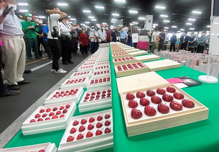 черешні, японія, черешні з японії, найдорожчі черешні, аукціон, ціна на черешні