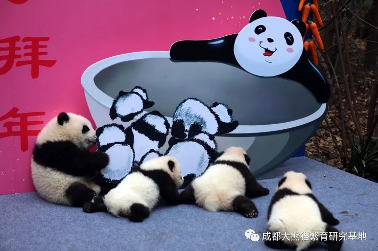 китайский новый год, панды, медвежата, чэнду, питомник, маленькие панды