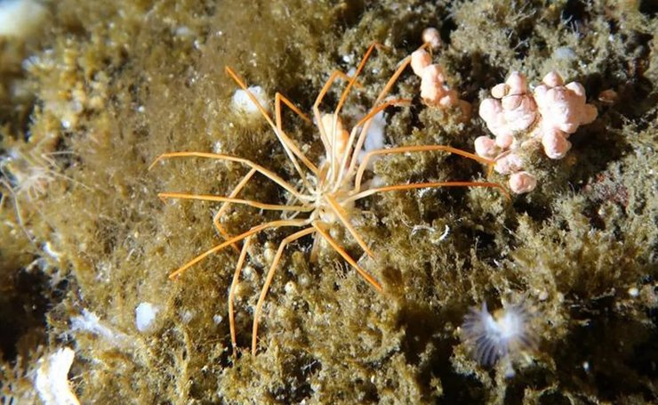 антарктида морские пауки