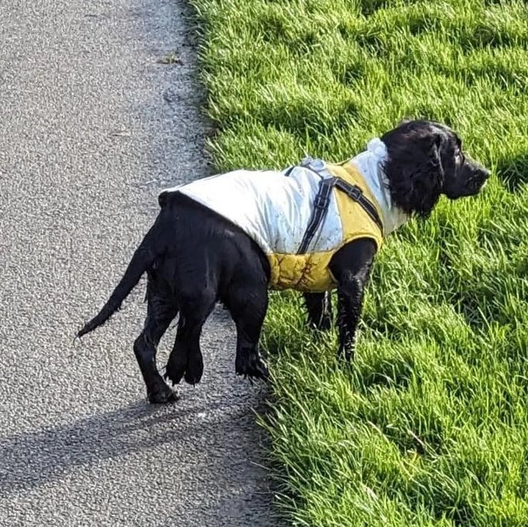 собака русалка хвіст