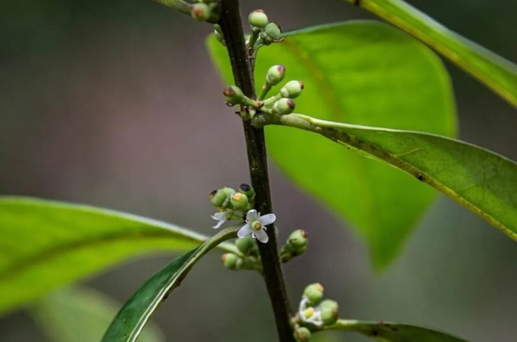 падуб Пенамбуко бразилія