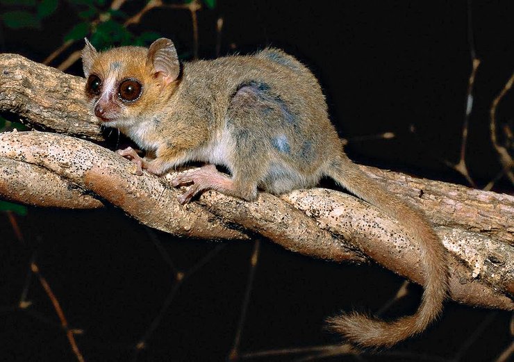 лемур, лемуры мадагаскара, мышиный лемур, исчезающие виды