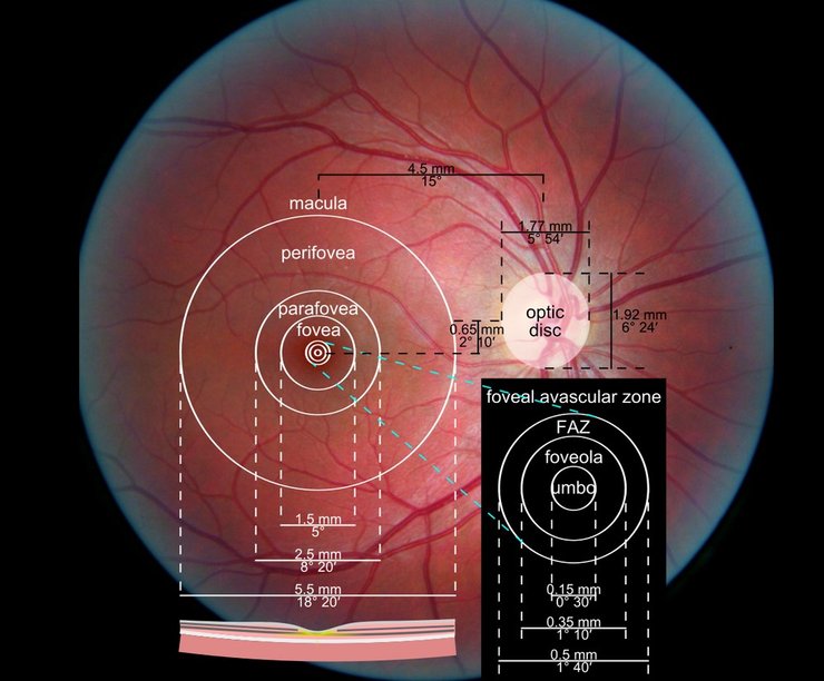 глаз человека