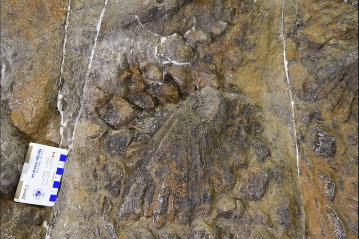 поврежденный шип, динозавр, останки