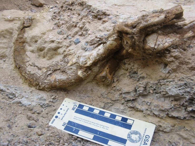 теризинозавр, теризинозавр скам'янілість, теризинозавр кіготь