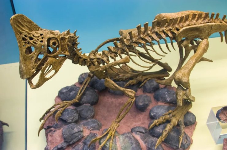 овираптор гнездо динозавр