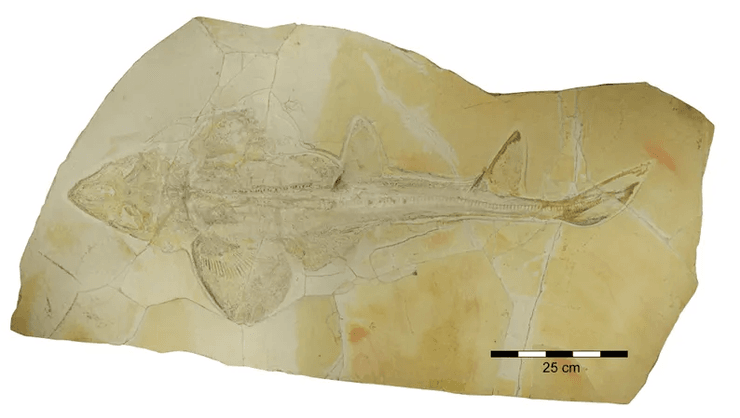 акула, исследование, история, окаменелость, юрский период, древние животные