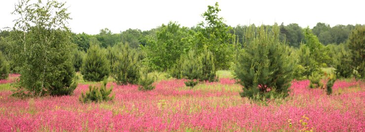 Цуманская пуща, достопримечательности Волыни