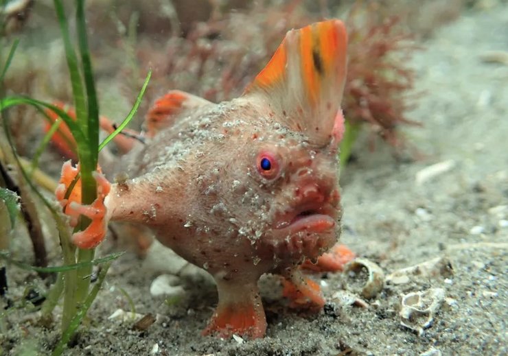 рыба с руками