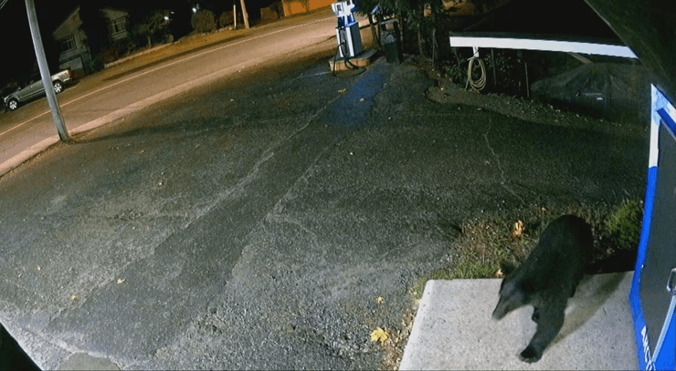 Медведь на заправке, медведь зашел в магазин, медведь украл конфеты, украл мармеладных мишек, пил кофе за прилавком, любитель сладостей