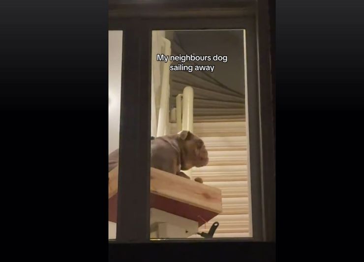 Женщина сняла на видео, как соседская собака с помощью подъемника добирается домой
