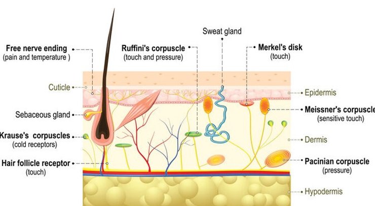 люди нігті сенсори