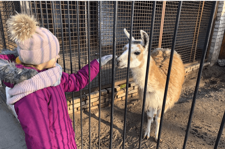 зоопарк, дитина, лама, фото