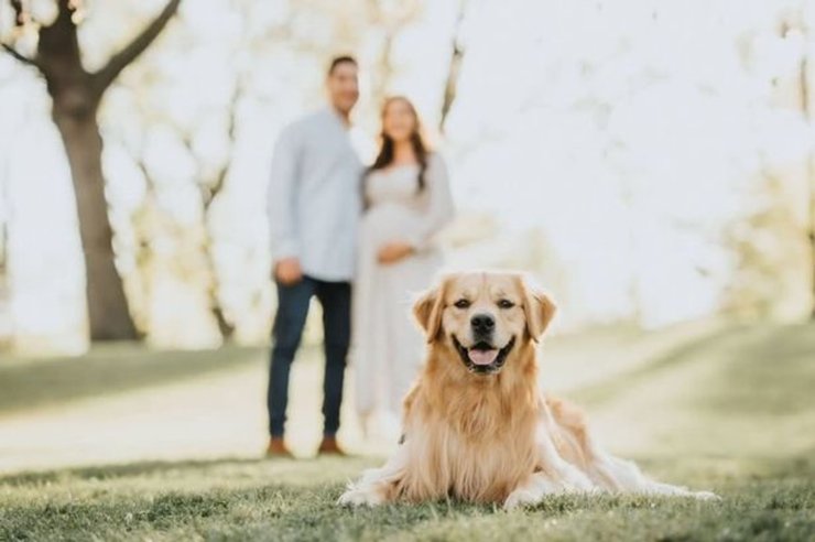 Сімейна пара, собака, домашня тварина, весілля,