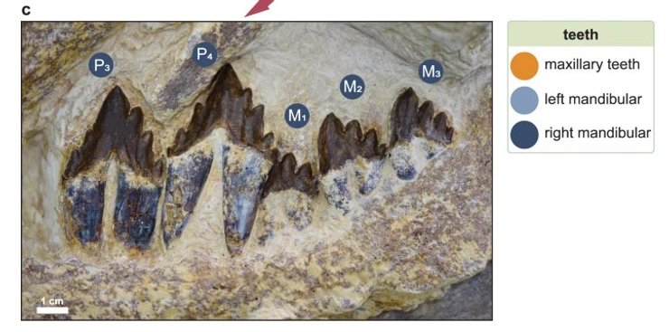 древний кит, Tutcetus rayanensis